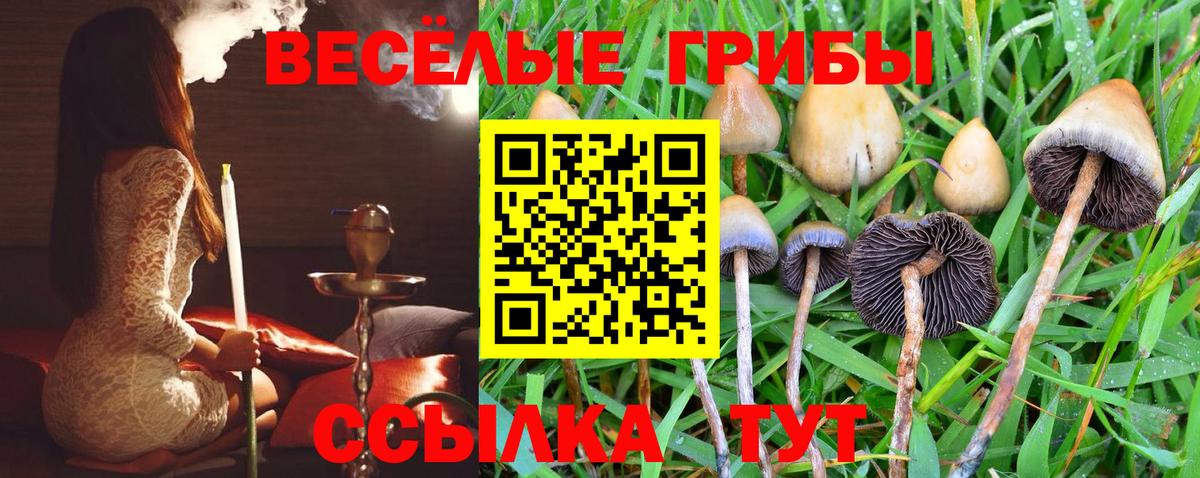 Псилоцибиновые грибы Psilocybe  Вход с VPN  Псилоцибиновые грибы Cubensis  Вольск 